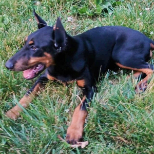 Doberman Pinscher Puppy Faith