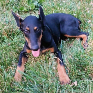 Doberman Pinscher Puppy Faith