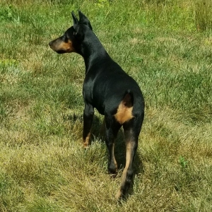 Doberman Pinscher Puppy Faith
