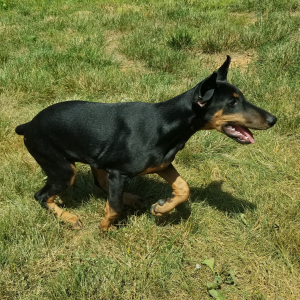 Doberman Pinscher Puppy Faith