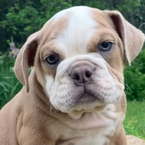 Bulldog Puppy Cora