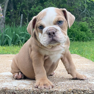 Bulldog Puppy Cora