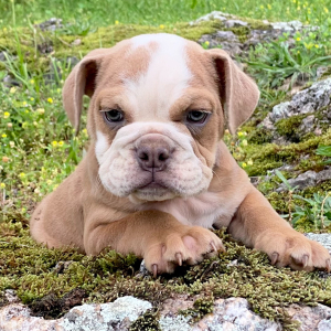 Bulldog Puppy Cora