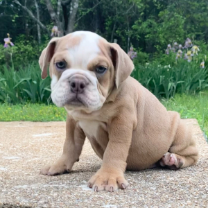 Bulldog Puppy Cora