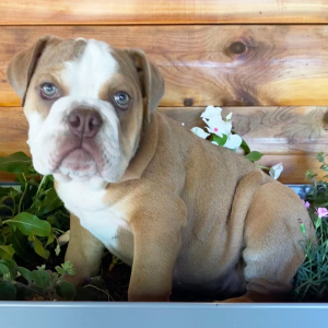 Bulldog Puppy Cora