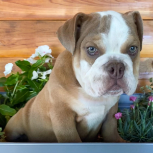 Bulldog Puppy Cora