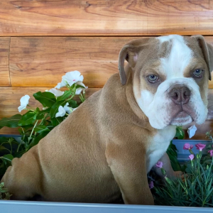 Bulldog Puppy Cora
