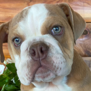 Bulldog Puppy Cora