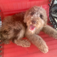 Poodle Puppy Littlefoot