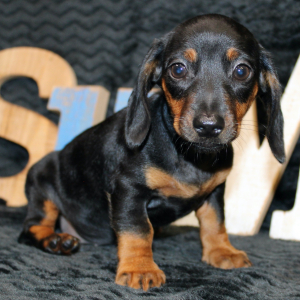 Dachshund Puppy Gia