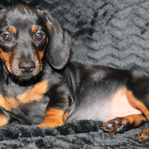 Dachshund Puppy Gia