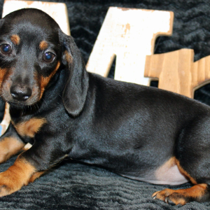 Dachshund Puppy Gia