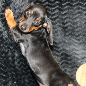 Dachshund Puppy Gia