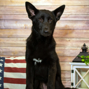 German Shepherd Dog Puppy Eve