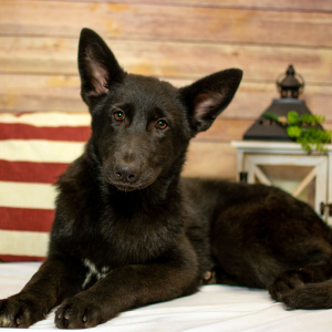 German Shepherd Dog Puppy Eve