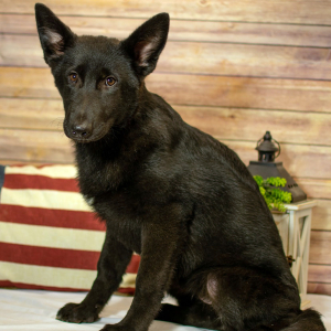 German Shepherd Dog Puppy Eve