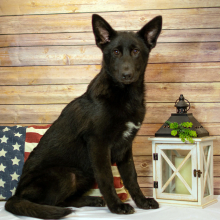 German Shepherd Dog Puppy Eve