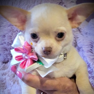 Chihuahua Puppy Lil Cookie