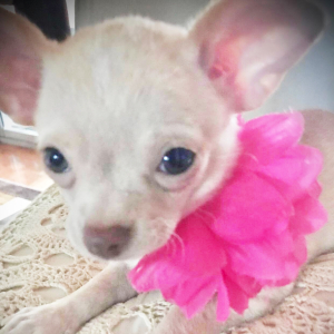 Chihuahua Puppy Lil Cookie