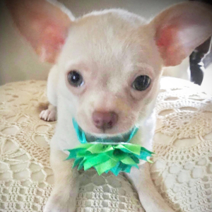 Chihuahua Puppy Lil Cookie