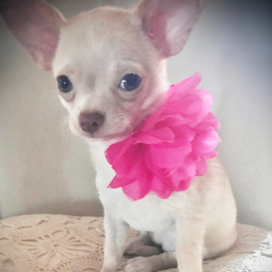 Chihuahua Puppy Lil Cookie