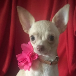 Chihuahua Puppy Lil Cookie