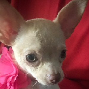 Chihuahua Puppy Lil Cookie