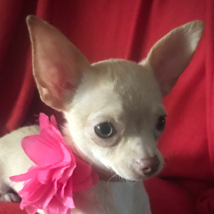 Chihuahua Puppy Lil Cookie