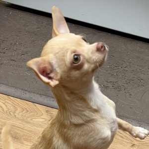 Chihuahua Puppy Lil Cookie