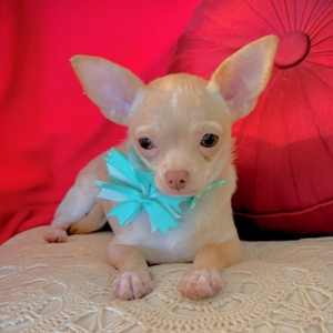 Chihuahua Puppy Lil Cookie