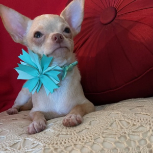 Chihuahua Puppy Lil Cookie