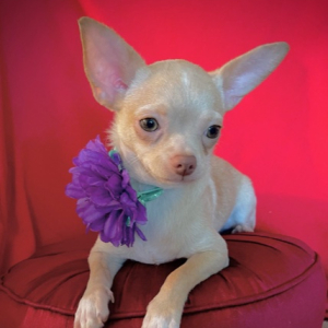 Chihuahua Puppy Lil Cookie