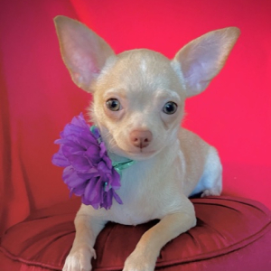 Chihuahua Puppy Lil Cookie