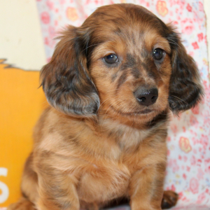 Dachshund Puppy Dane