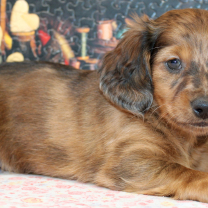 Dachshund Puppy Dane