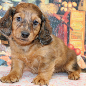 Dachshund Puppy Dane