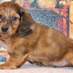 Dachshund Puppy Dane