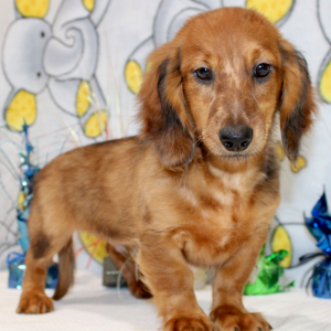 Dachshund Puppy Dane