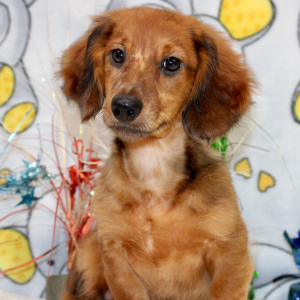 Dachshund Puppy Dane