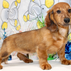 Dachshund Puppy Dane