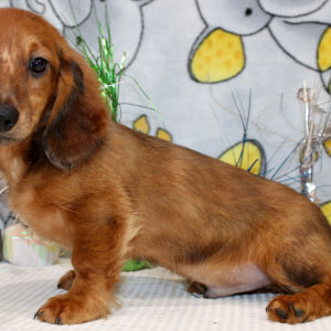 Dachshund Puppy Dane