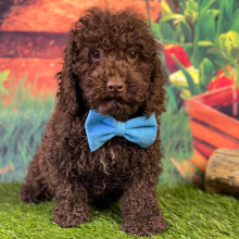 Cockapoo Puppy Jace