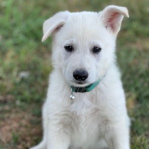 German Shepherd Dog Puppy Wolfie