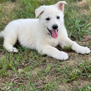 German Shepherd Dog Puppy Wolfie
