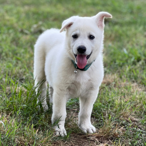 German Shepherd Dog Puppy Wolfie