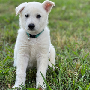 German Shepherd Dog Puppy Wolfie