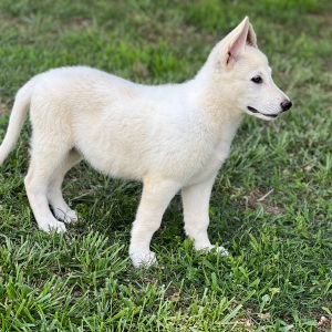 German Shepherd Dog Puppy Wolfie
