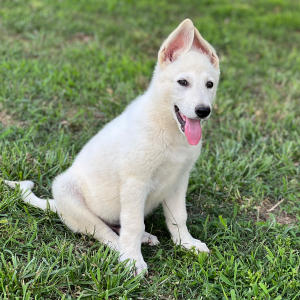 German Shepherd Dog Puppy Wolfie