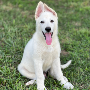 German Shepherd Dog Puppy Wolfie