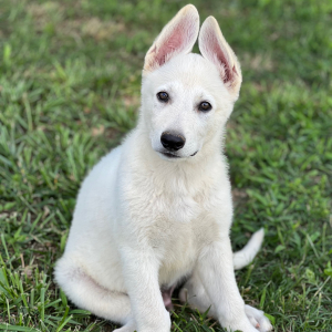 German Shepherd Dog Puppy Wolfie